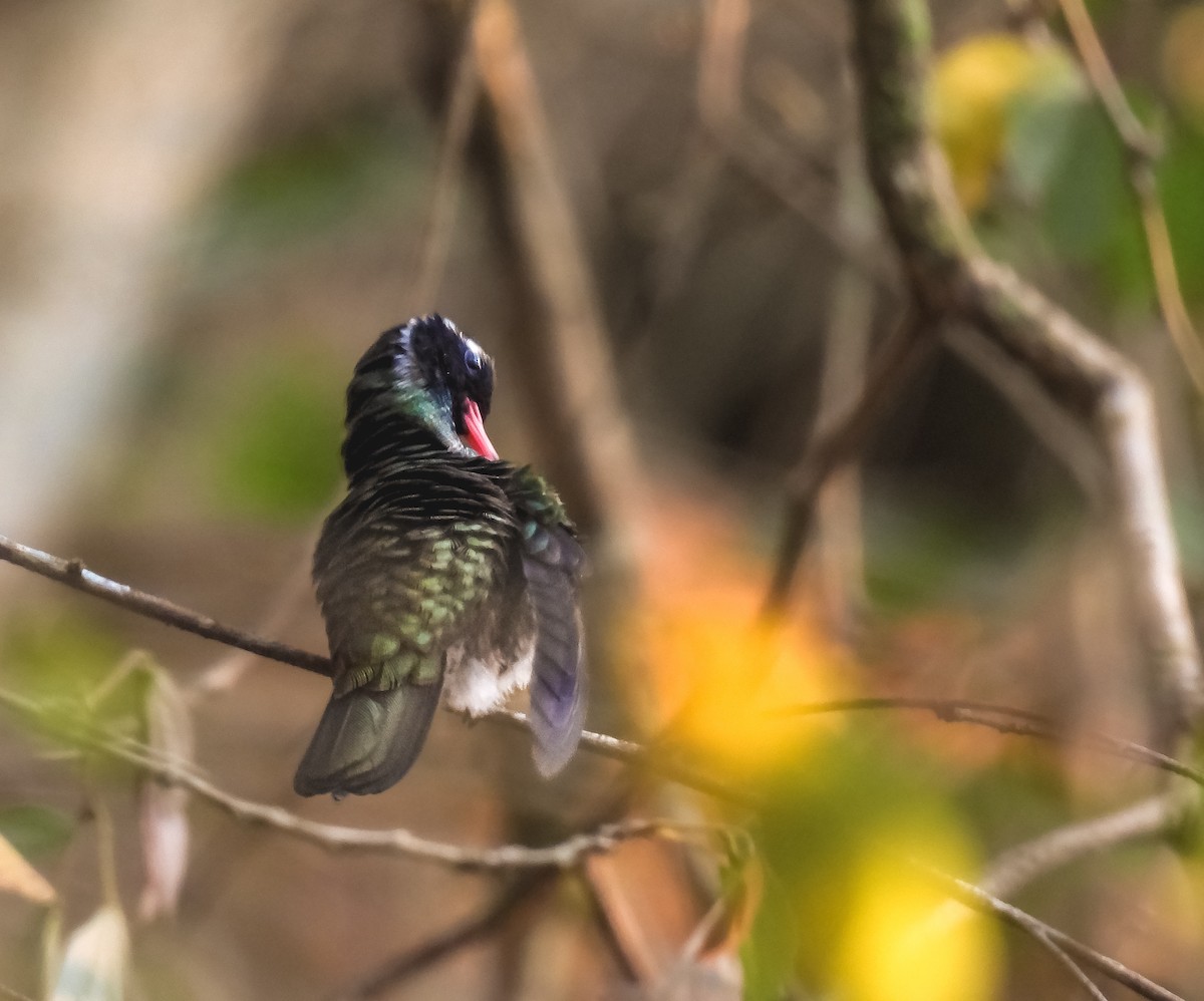 White-eared Hummingbird - ML620641115