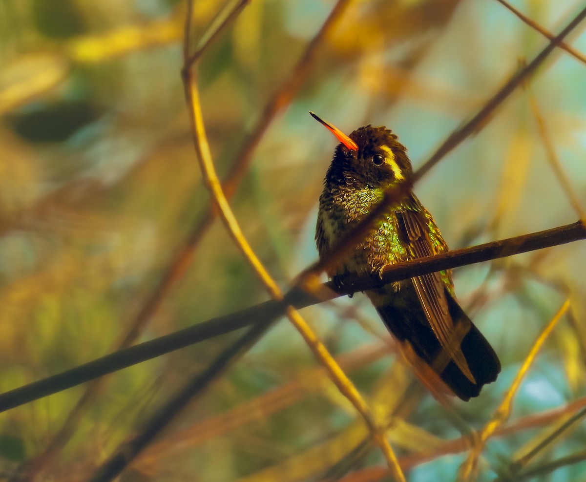 kolibřík bělouchý - ML620641116