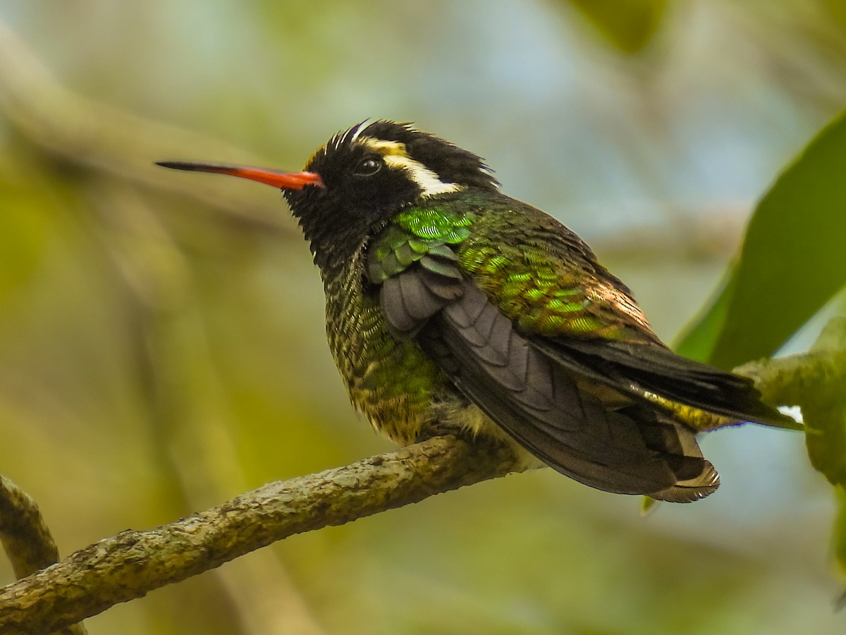 White-eared Hummingbird - ML620641117