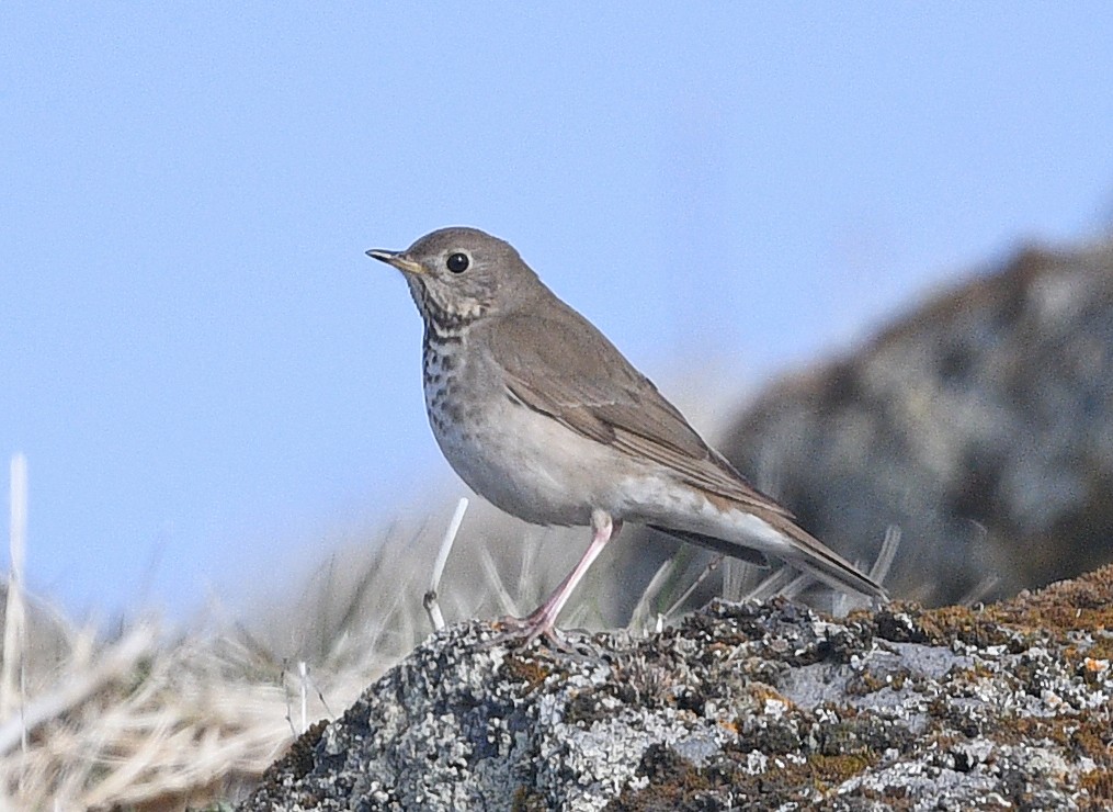 Gray-cheeked Thrush - ML620641118