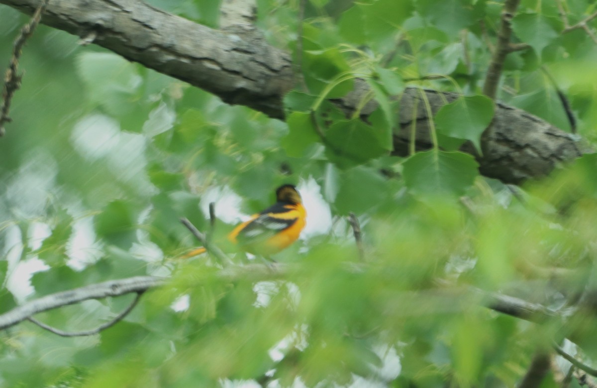 Oriole de Baltimore - ML620641120