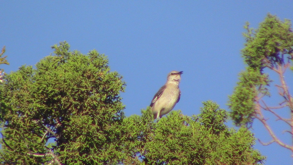 Northern Mockingbird - ML620641122