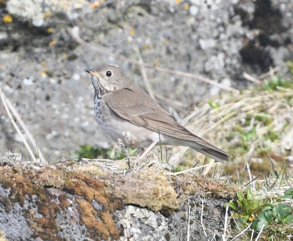 Gray-cheeked Thrush - ML620641123