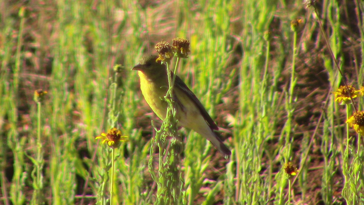 Lesser Goldfinch - ML620641125