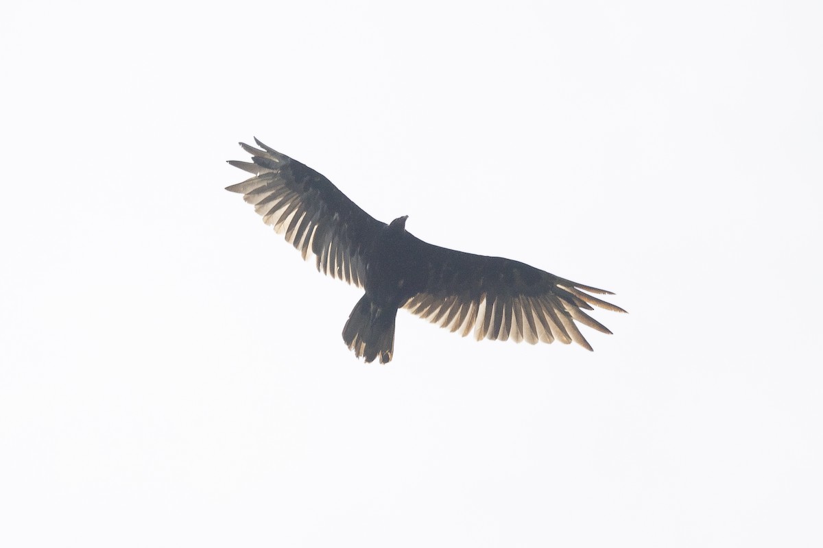 Turkey Vulture - ML620641126