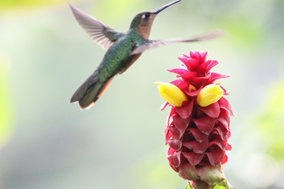 Colibrí Rojizo Mexicano - ML620641132