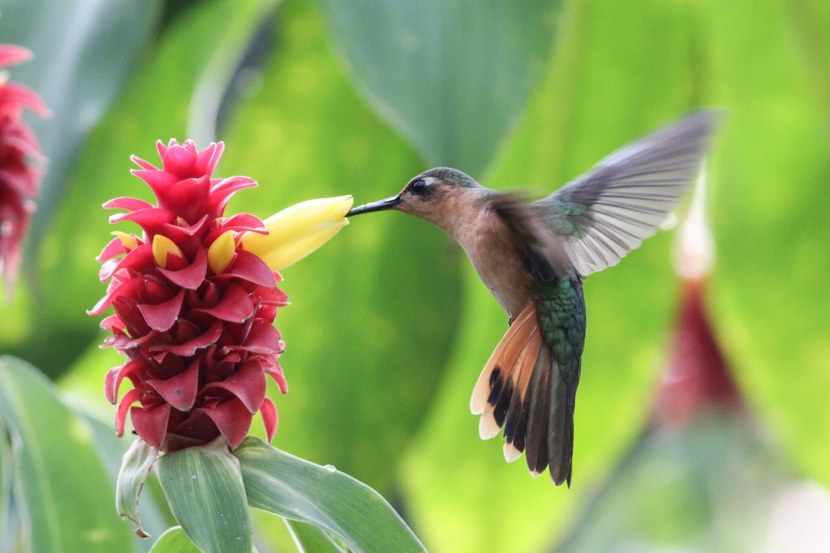 Colibrí Rojizo Mexicano - ML620641133