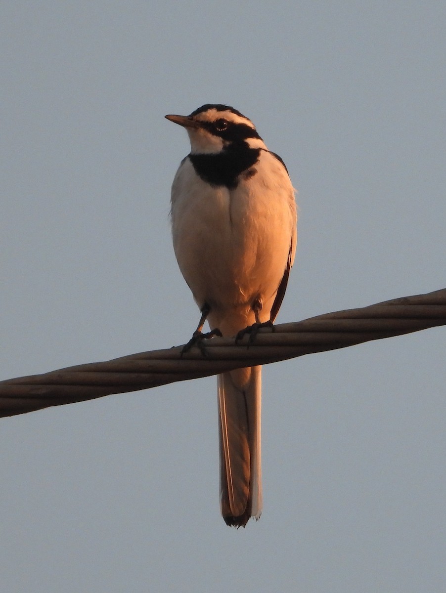 African Pied Wagtail - ML620641134