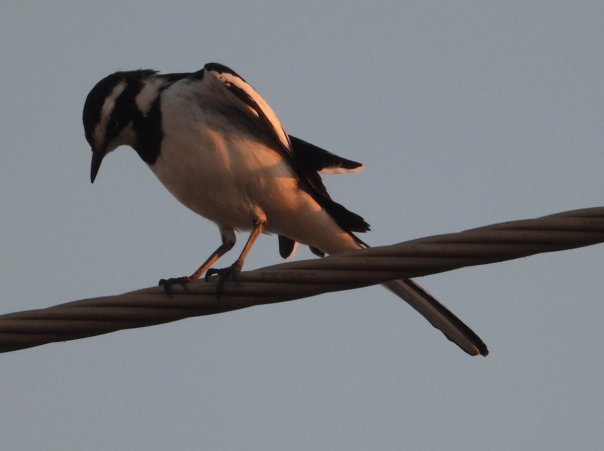 African Pied Wagtail - ML620641135