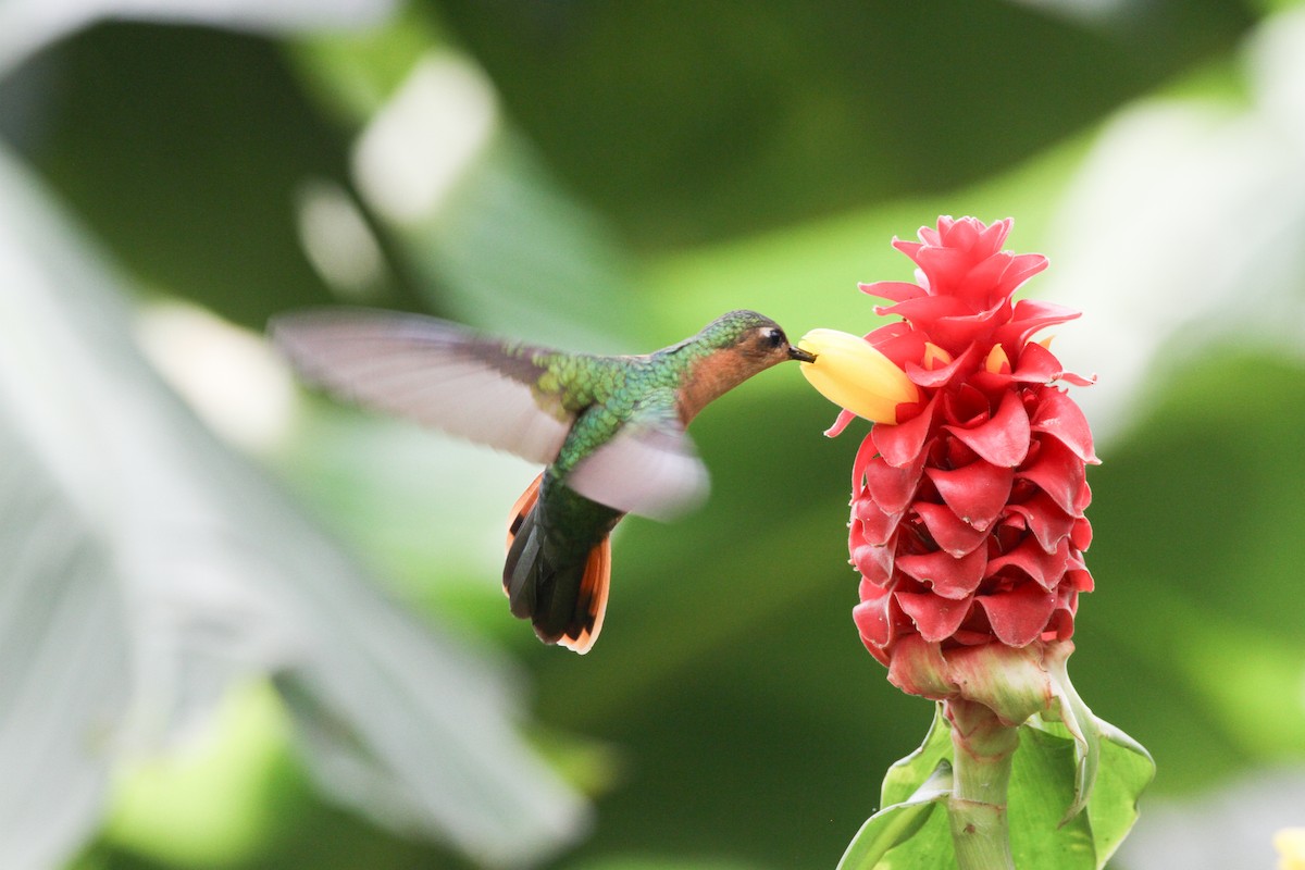 kolibřík pestroocasý - ML620641136