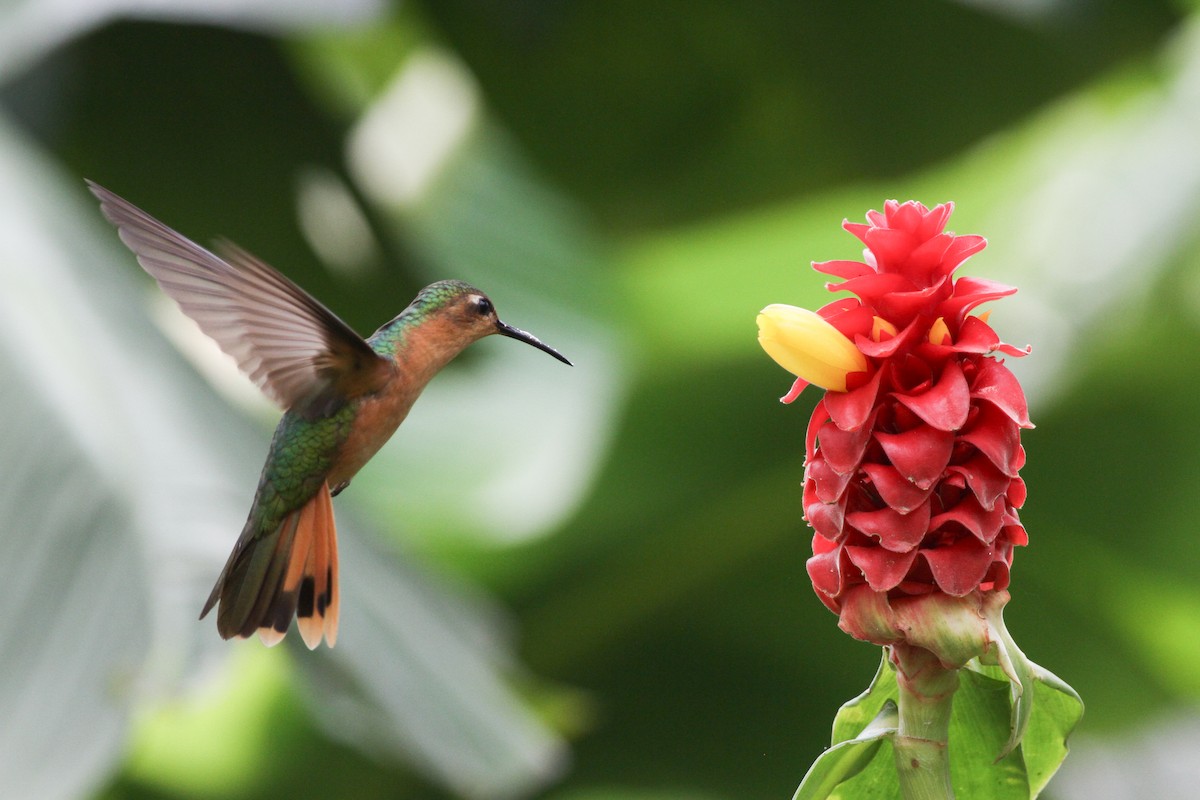 Colibrí Rojizo Mexicano - ML620641138