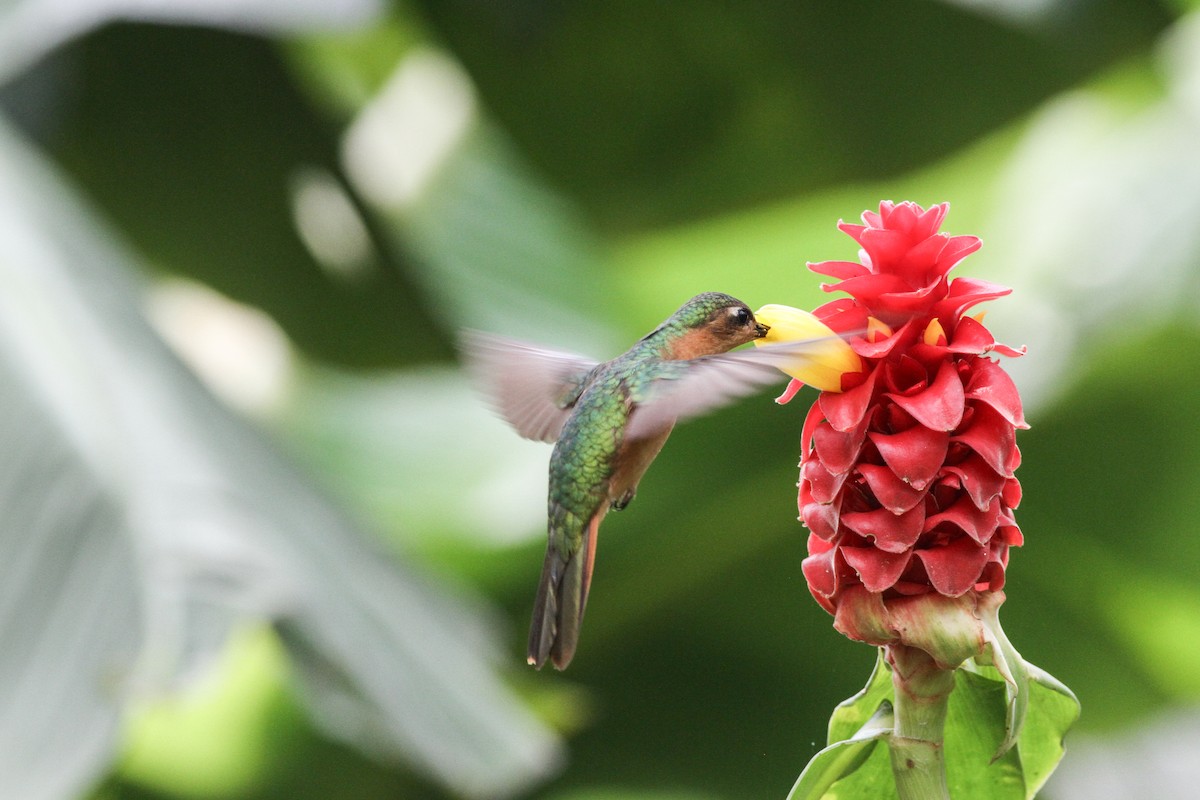 Colibrí Rojizo Mexicano - ML620641139