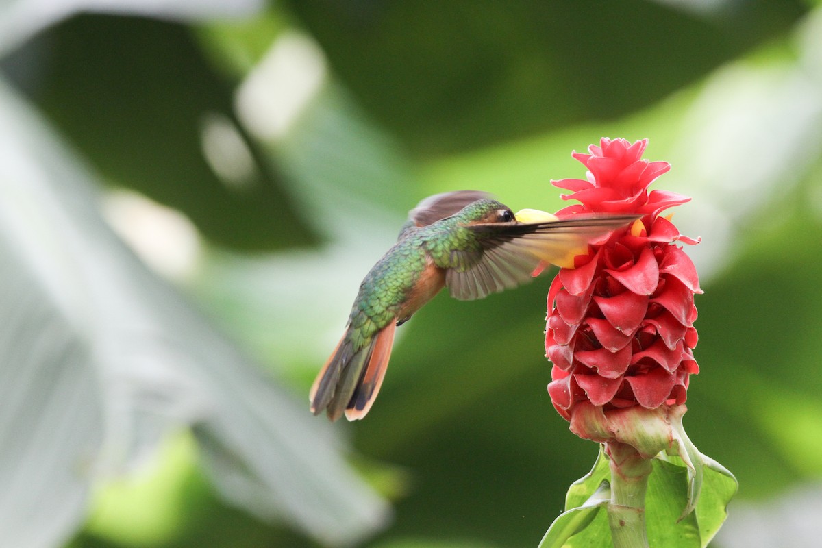 Colibrí Rojizo Mexicano - ML620641141