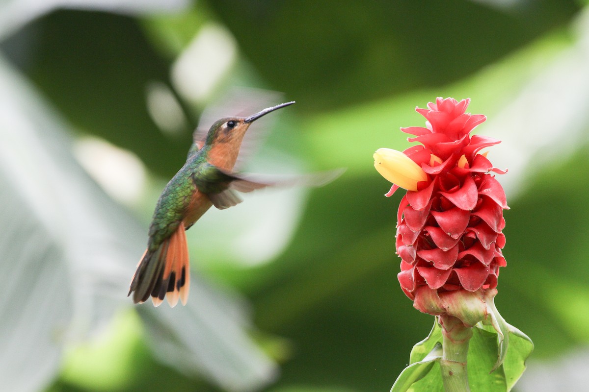 kolibřík pestroocasý - ML620641142