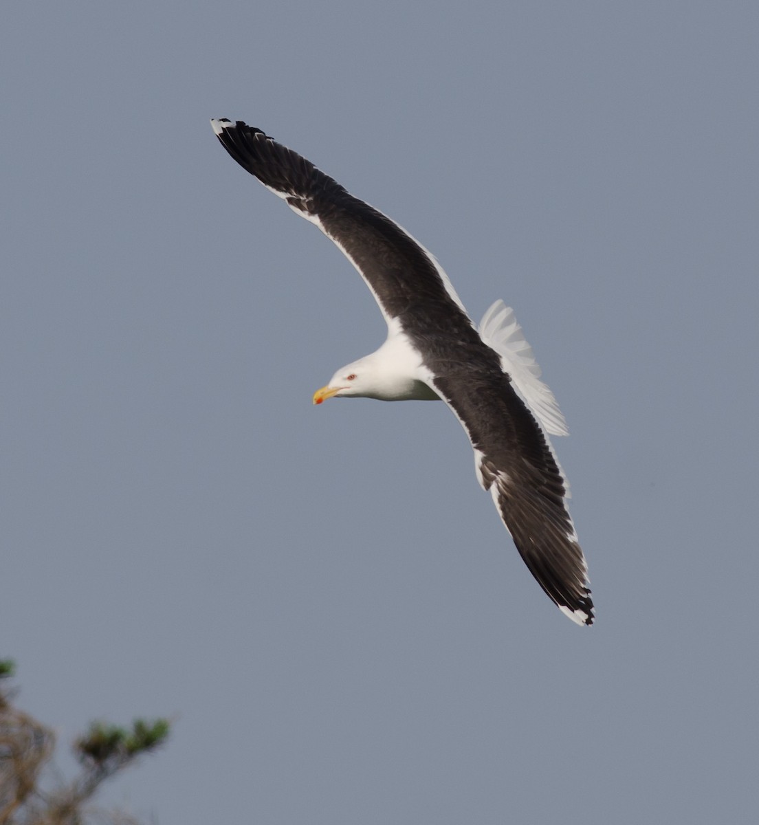 Great Black-backed Gull - ML620641145