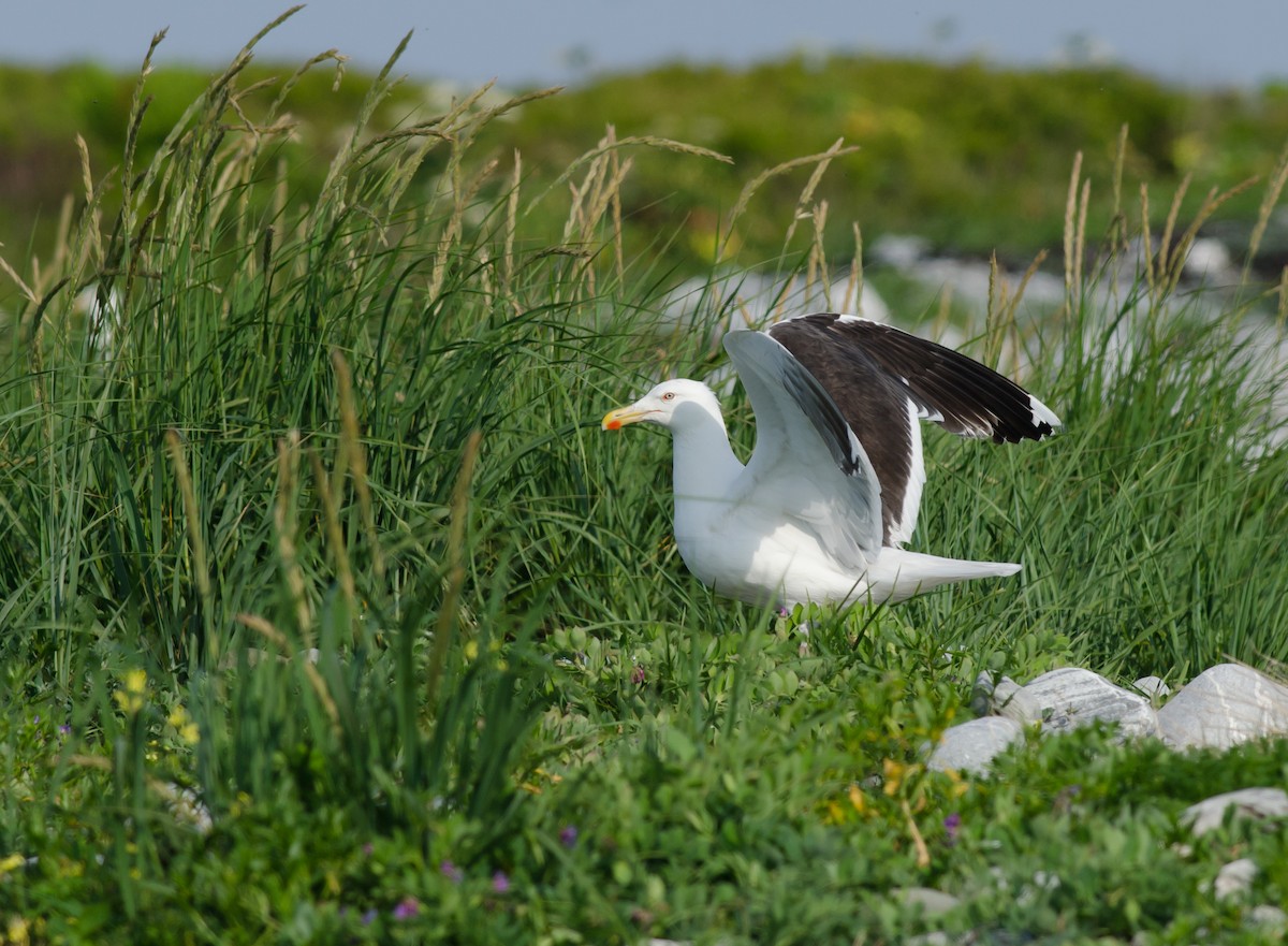 Great Black-backed Gull - ML620641148