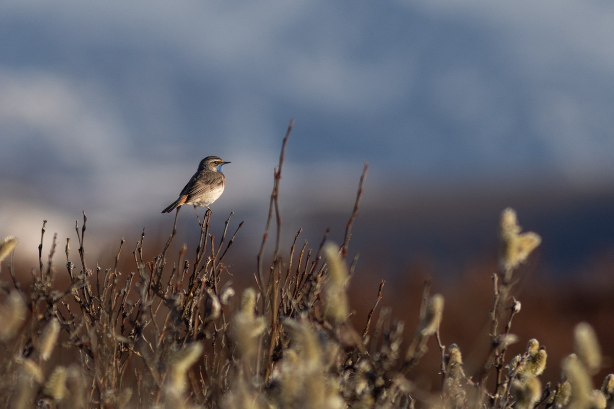 Bluethroat - ML620641149