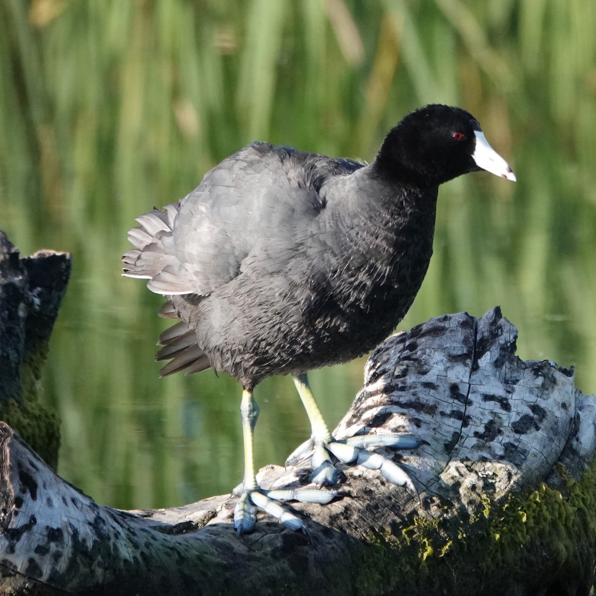 American Coot - ML620641151