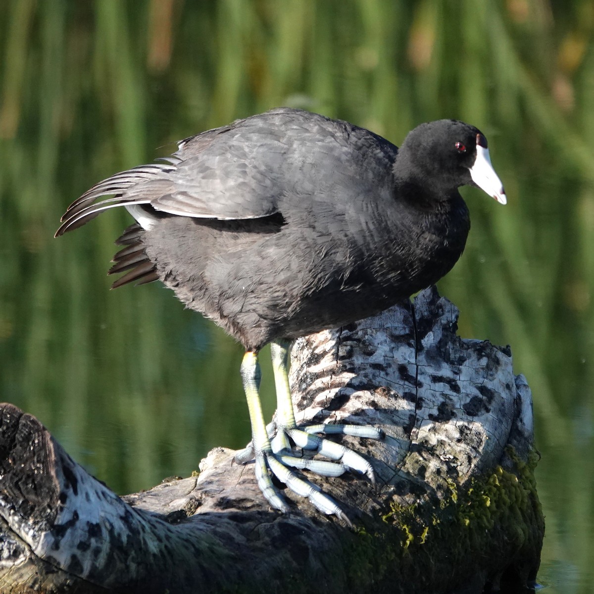 American Coot - ML620641152