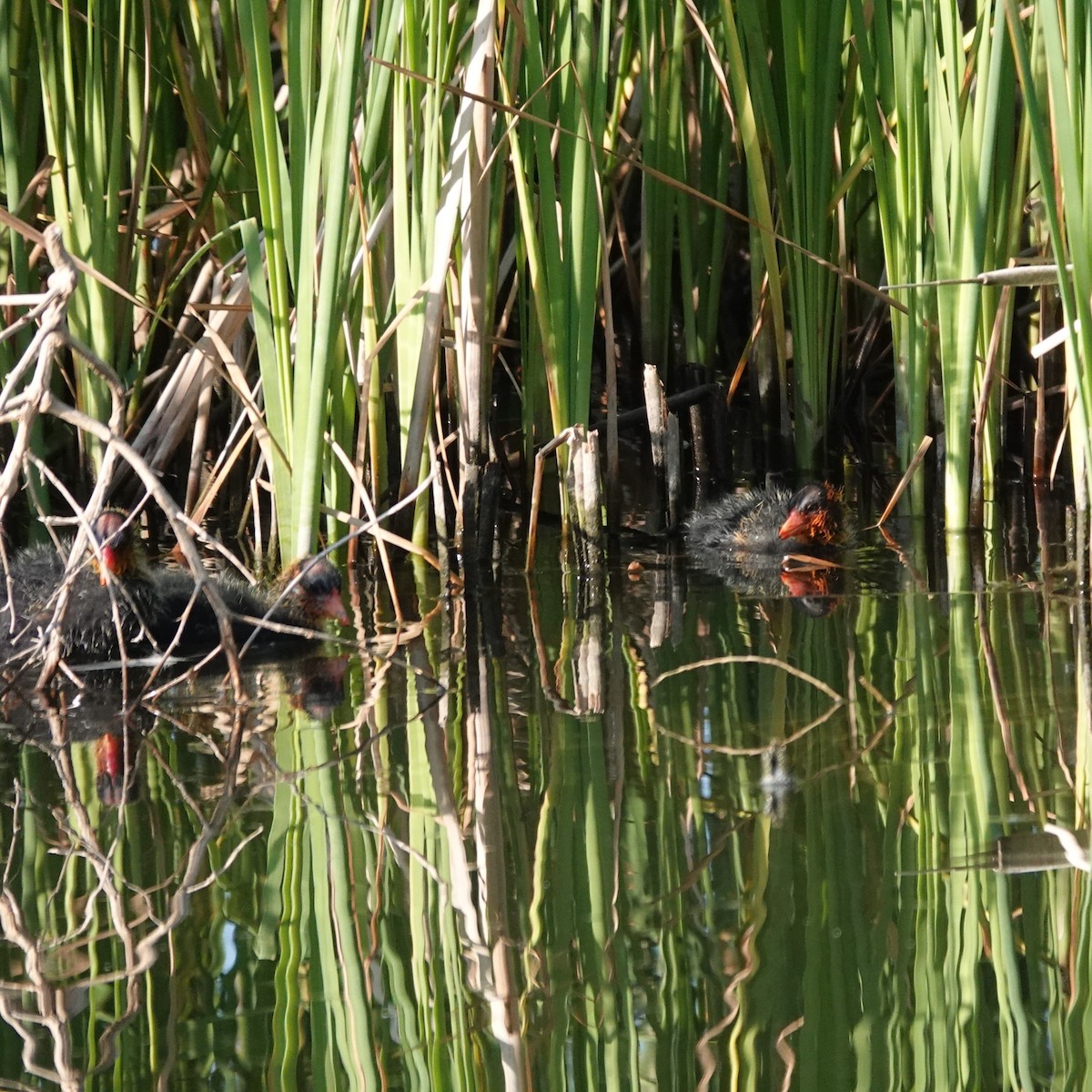 American Coot - ML620641154