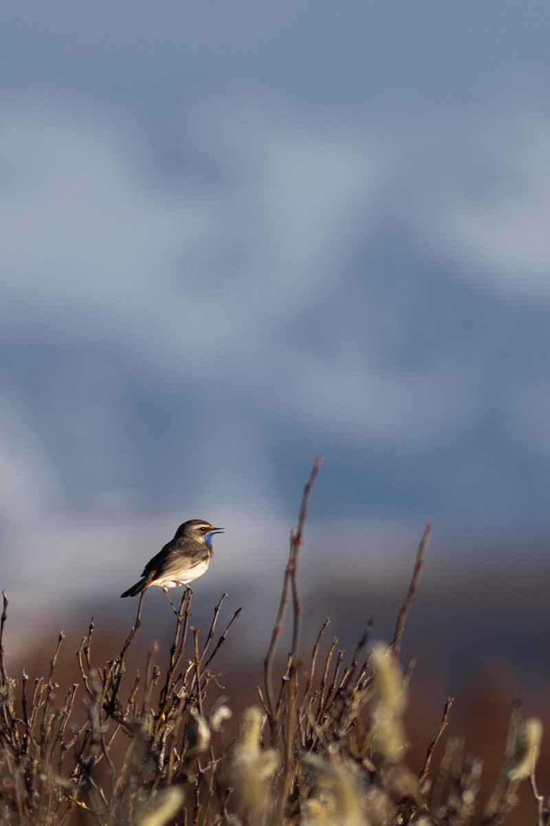 Bluethroat - ML620641158