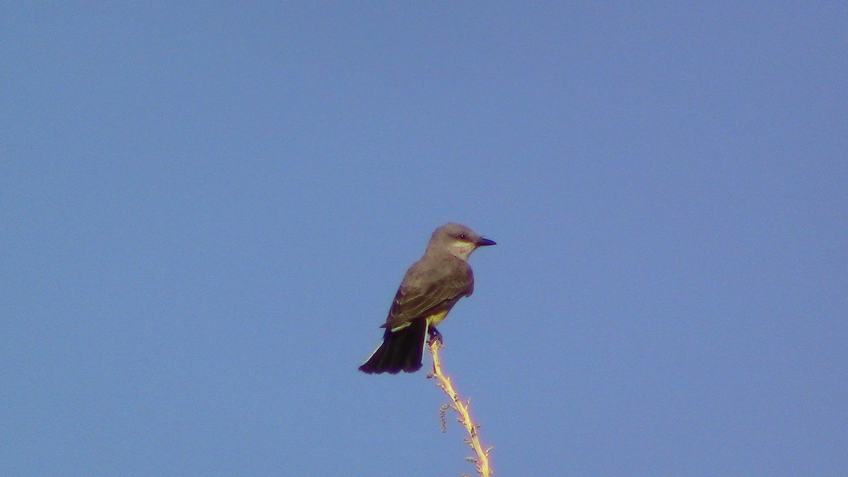 Western Kingbird - ML620641159