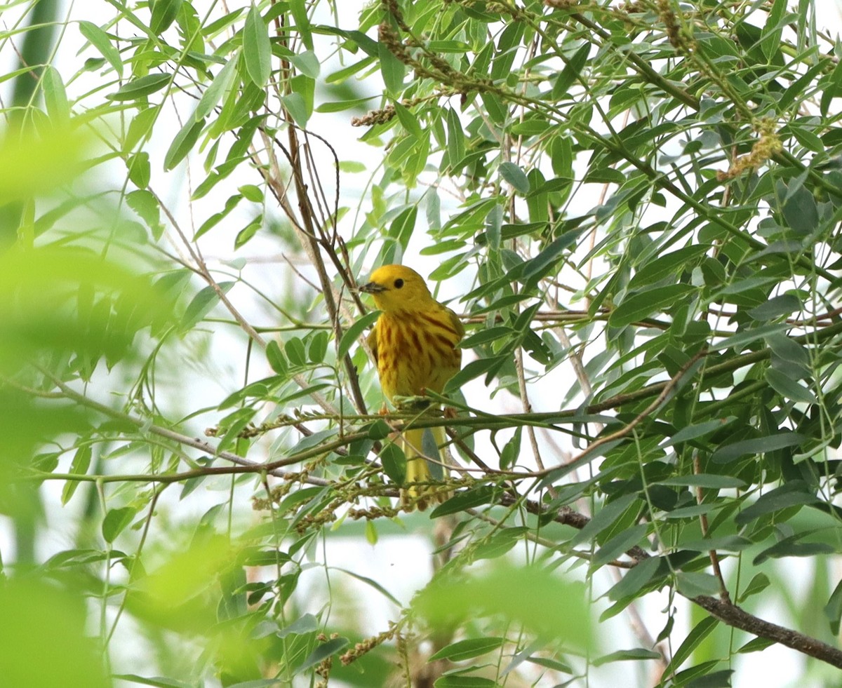 Yellow Warbler - ML620641161