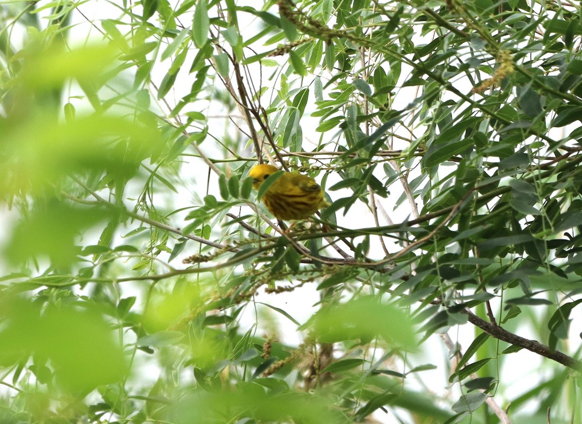 Yellow Warbler - ML620641162