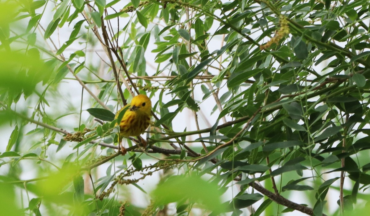 Yellow Warbler - Charlotte Croshaw