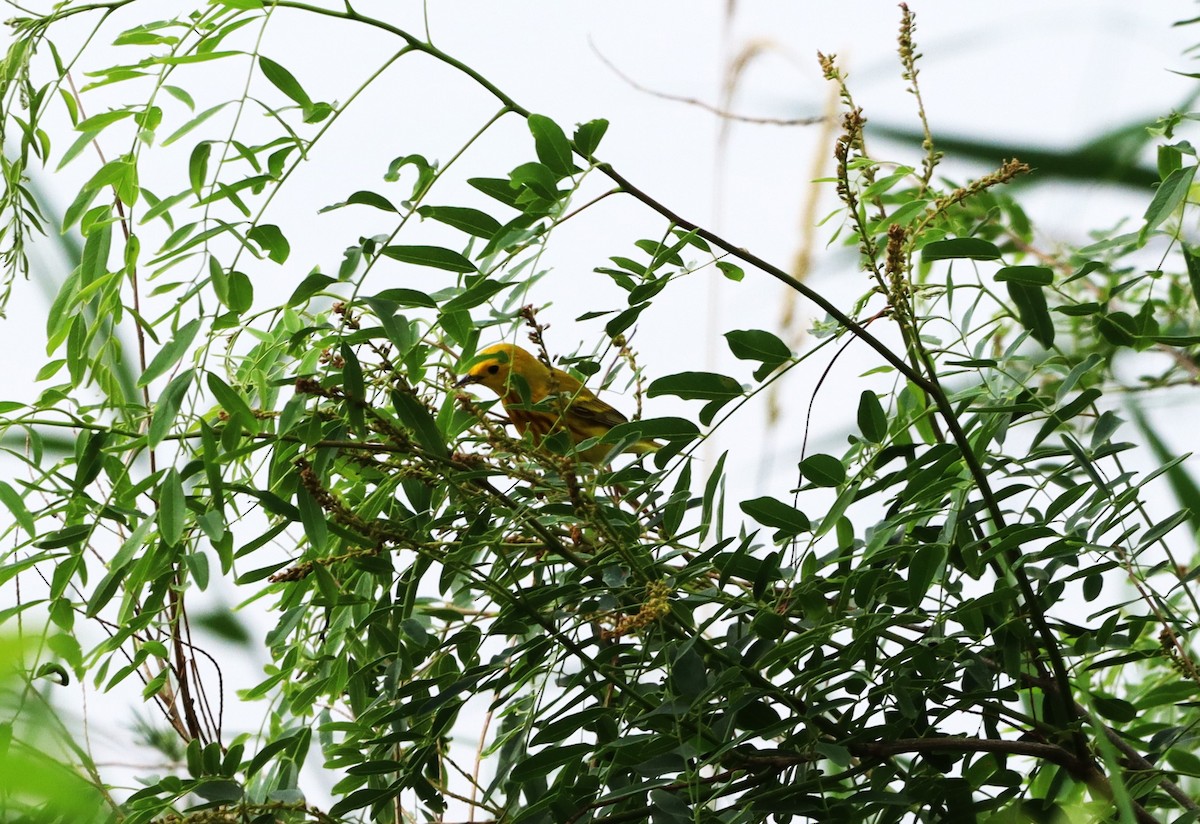 Yellow Warbler - Charlotte Croshaw