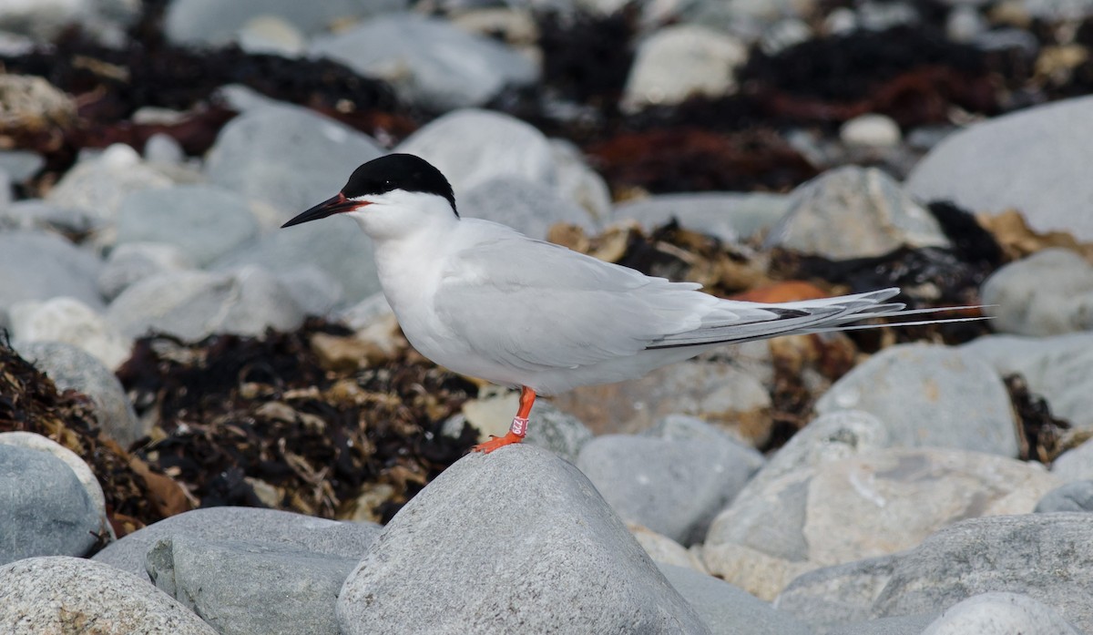 Roseate Tern - ML620641165