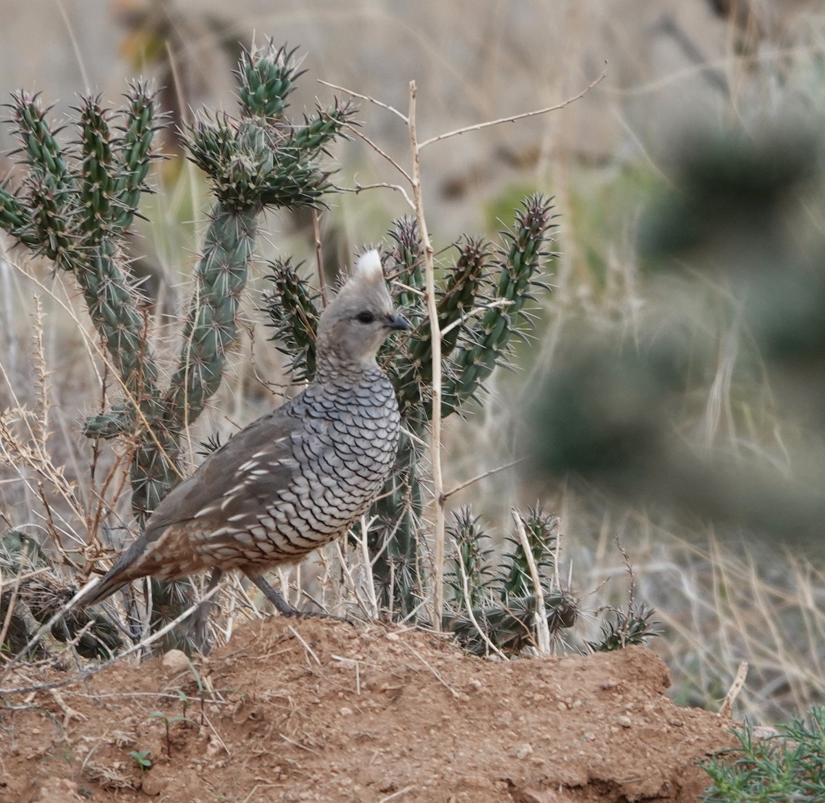 Scaled Quail - ML620641169