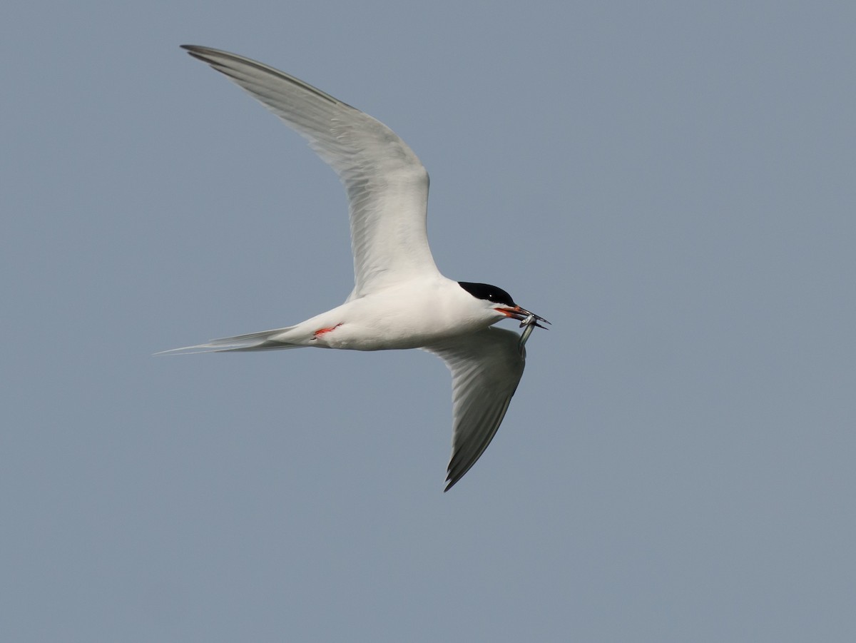 Roseate Tern - ML620641170