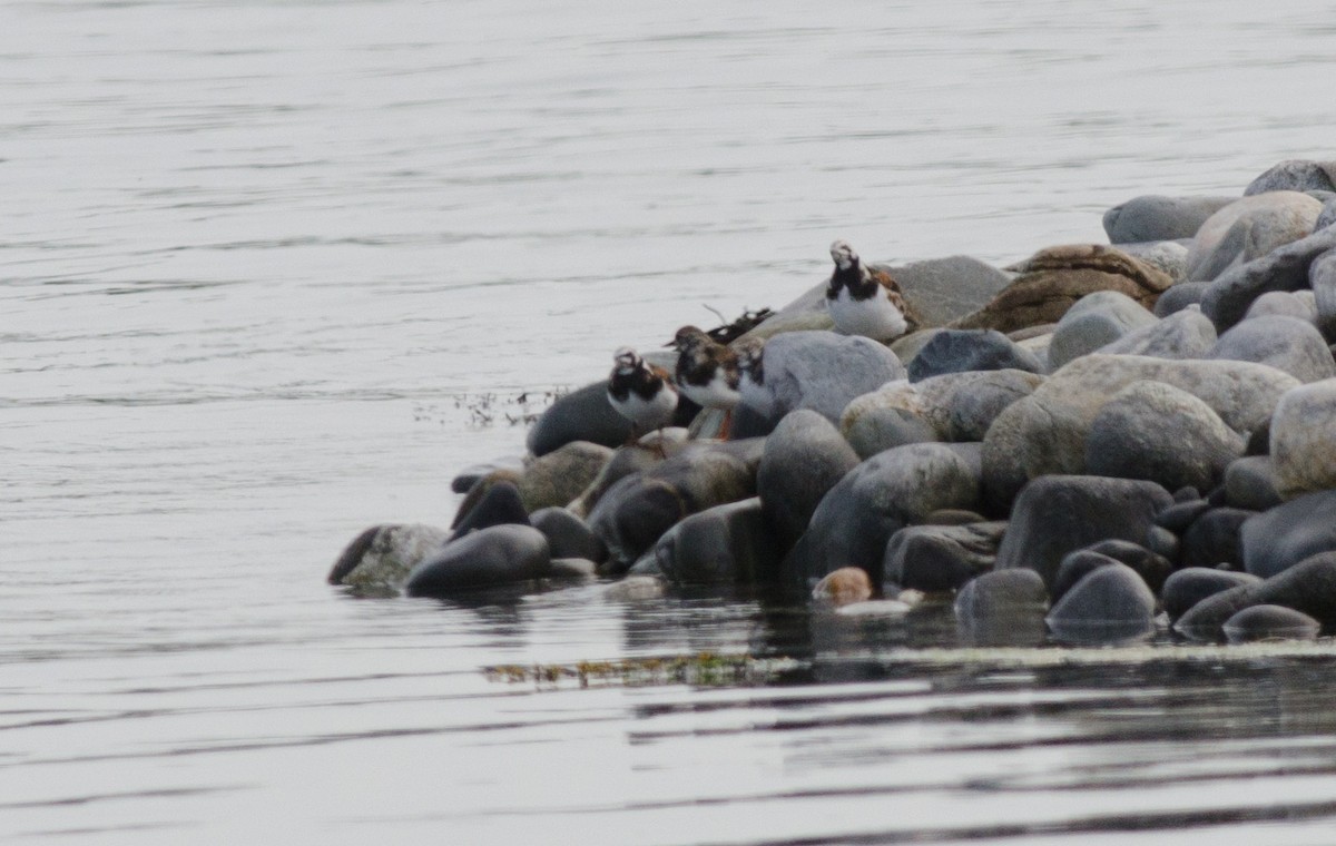 Ruddy Turnstone - ML620641172