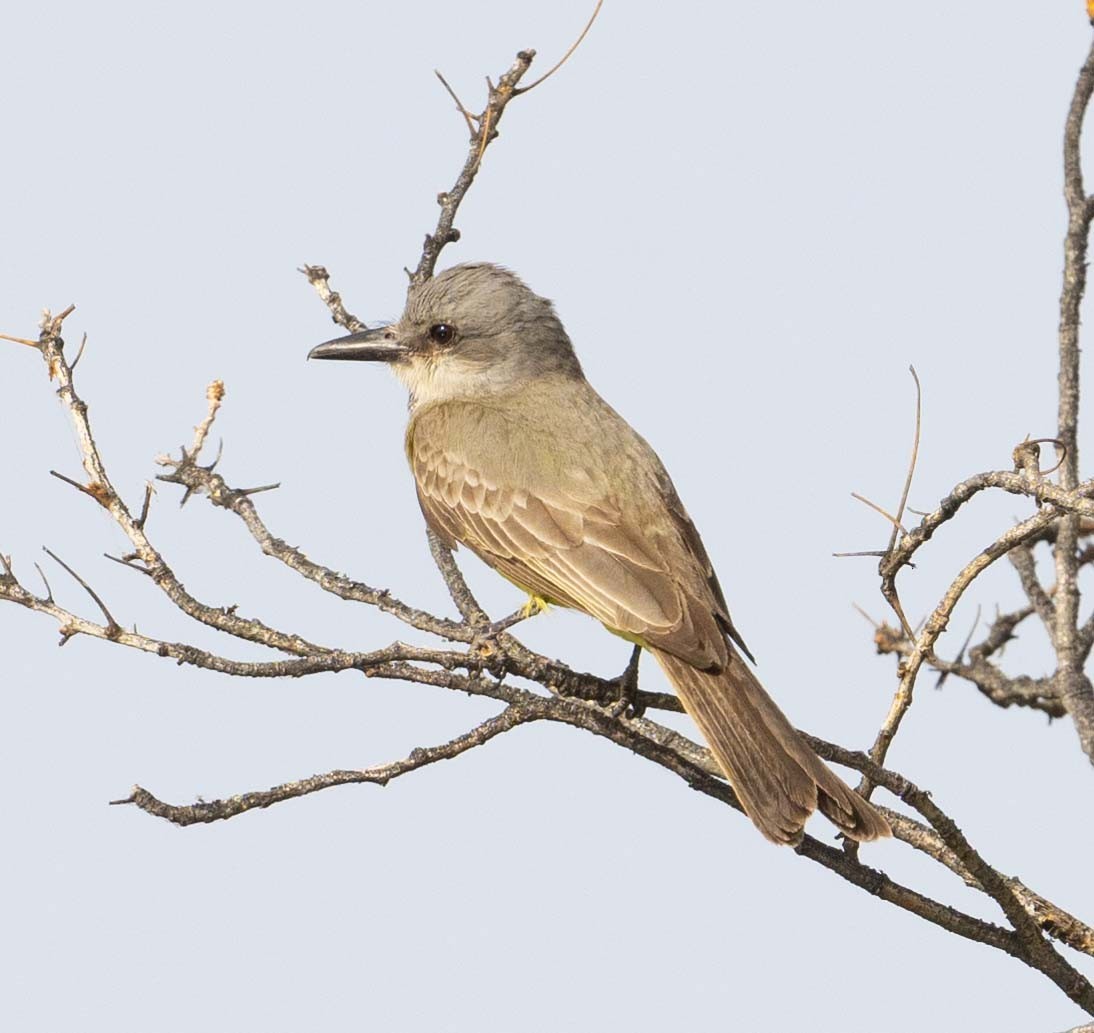 Tropical Kingbird - ML620641174