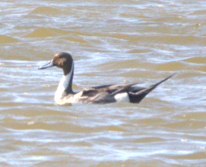 Northern Pintail - ML620641178