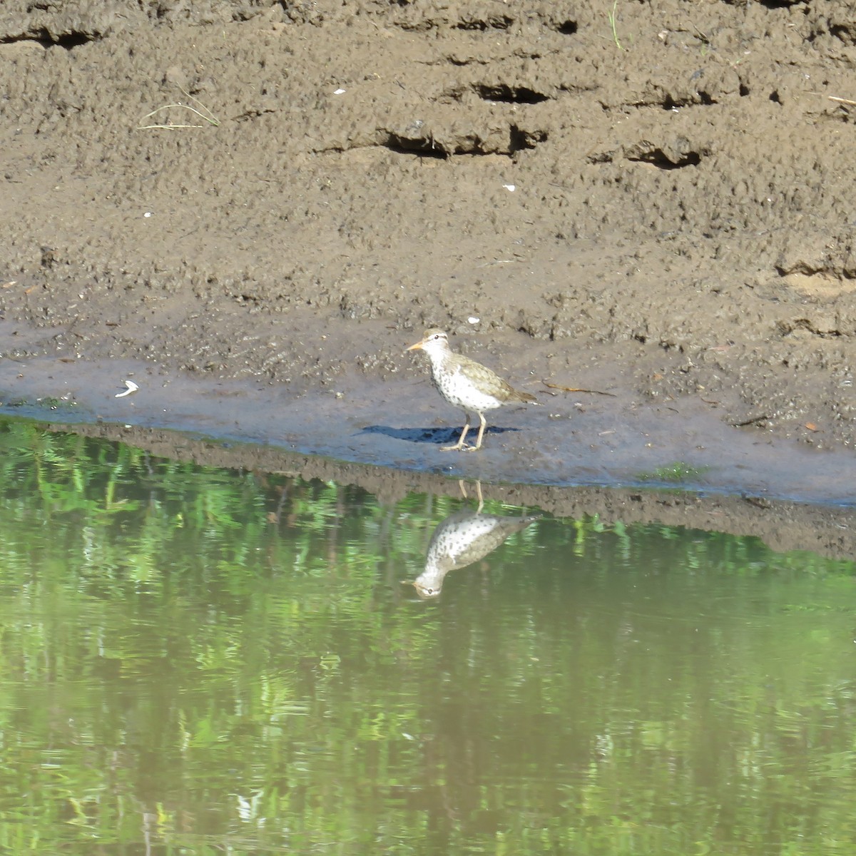 Spotted Sandpiper - ML620641189