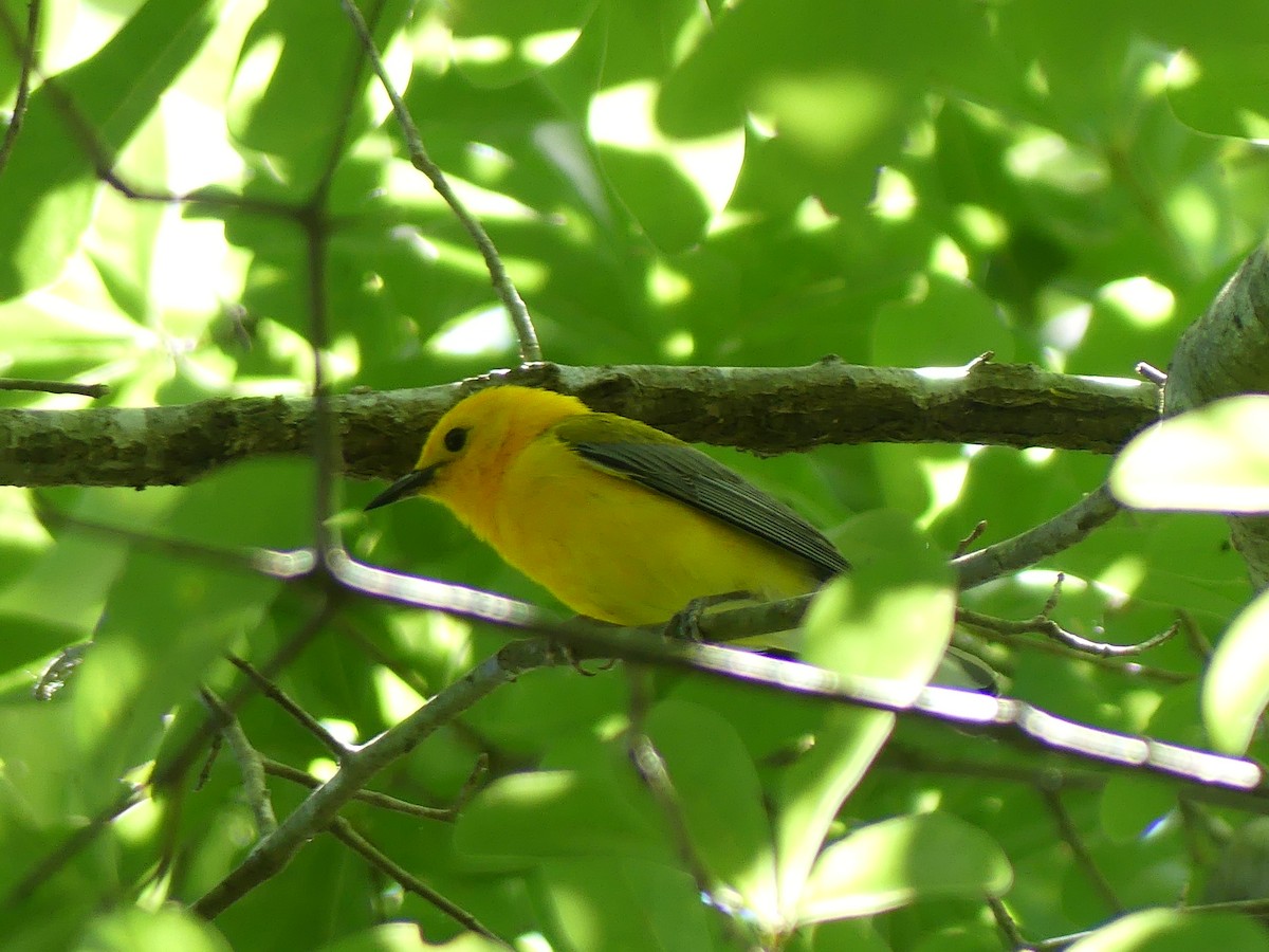 Prothonotary Warbler - ML620641190