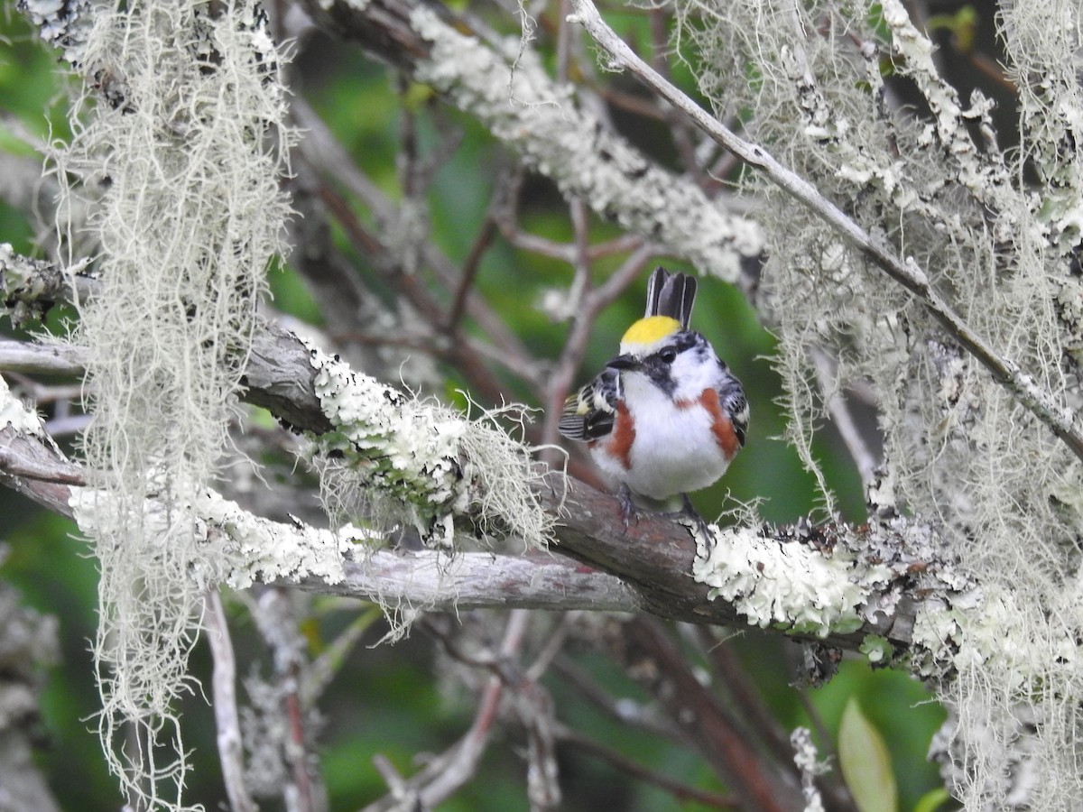 Chestnut-sided Warbler - ML620641197