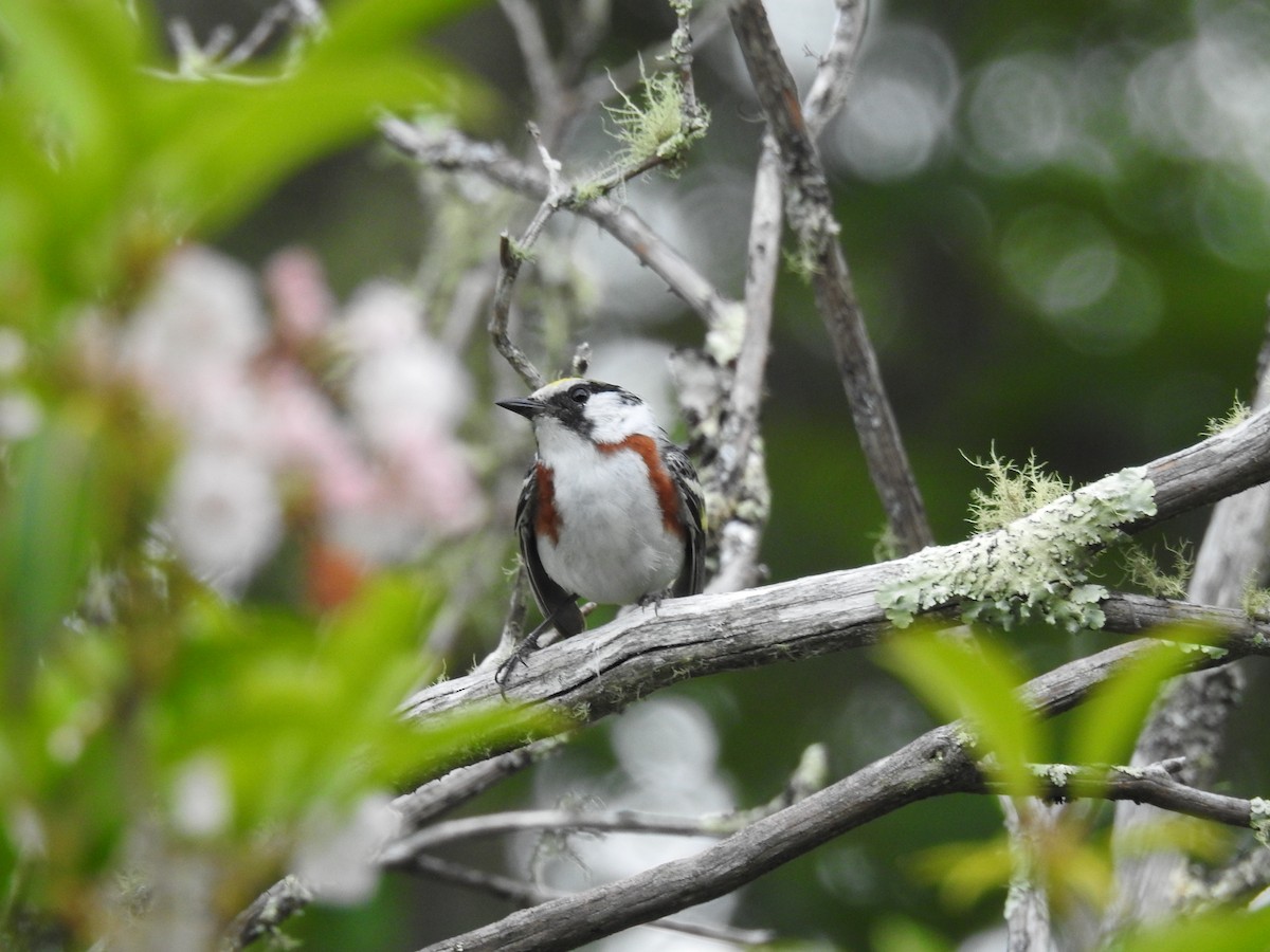 Chestnut-sided Warbler - ML620641198