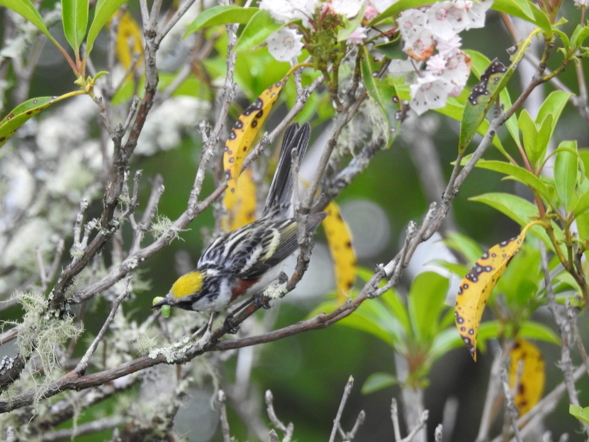 Chestnut-sided Warbler - ML620641199