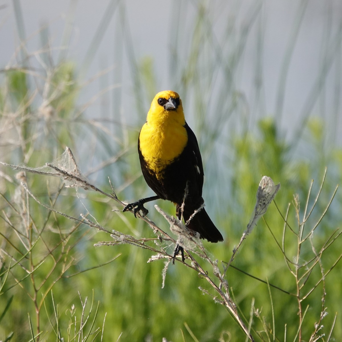 Yellow-headed Blackbird - ML620641203