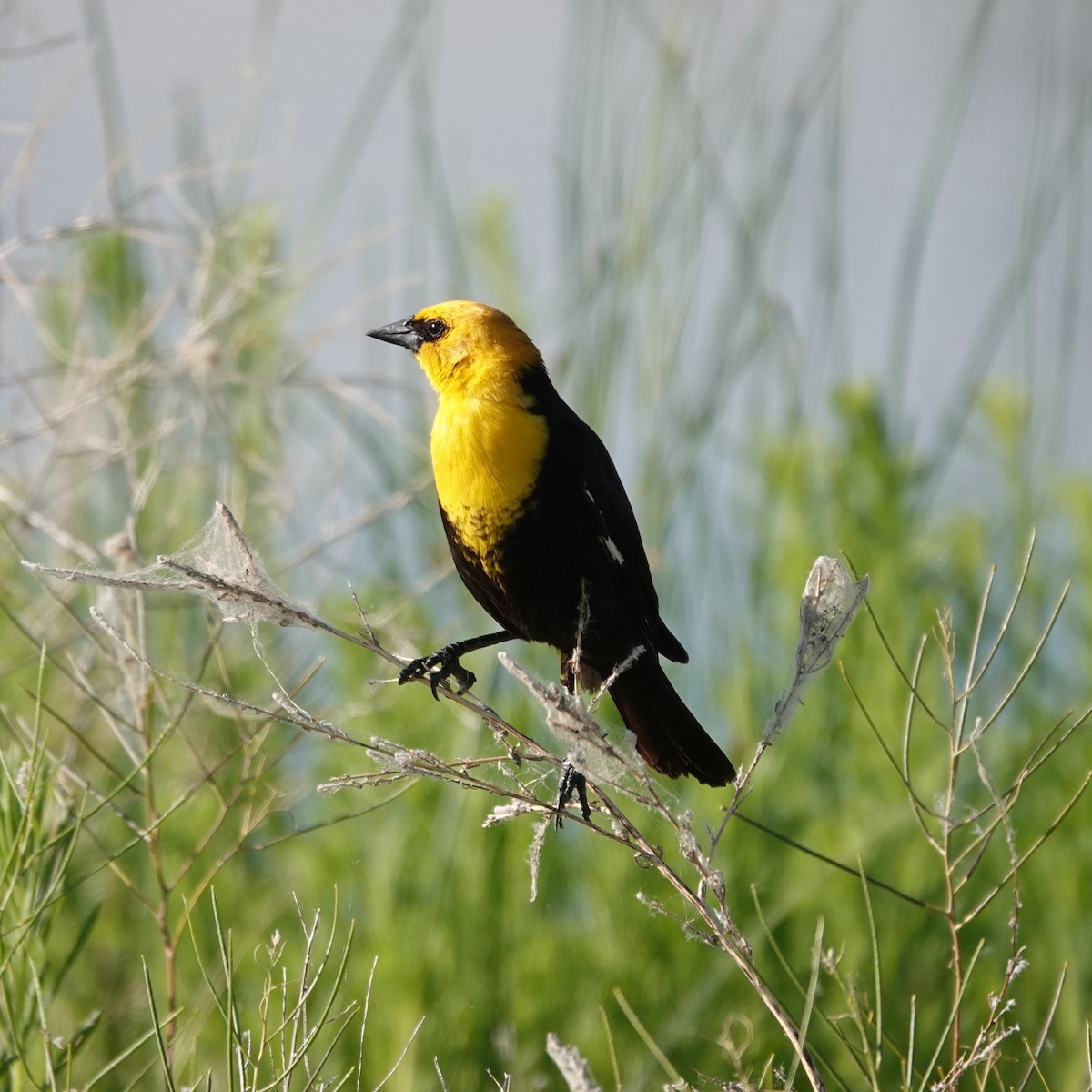 Yellow-headed Blackbird - George Ho
