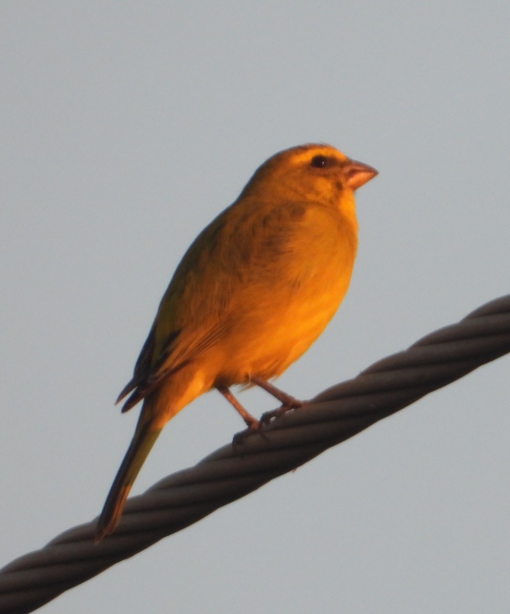 Yellow-fronted Canary - ML620641206