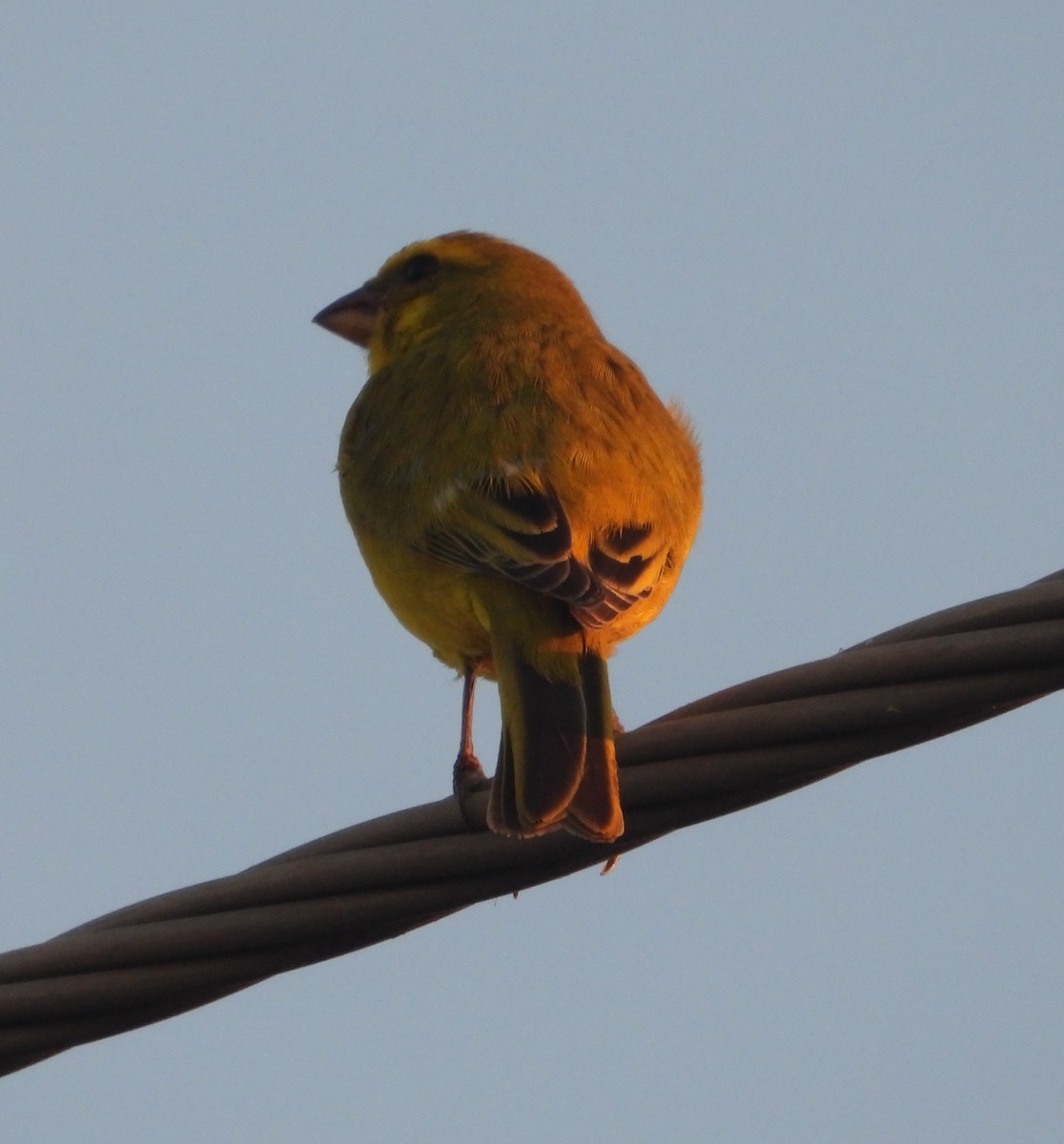 Yellow-fronted Canary - ML620641207