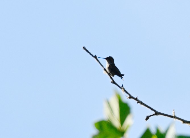 Ruby-throated Hummingbird - Frank Wang