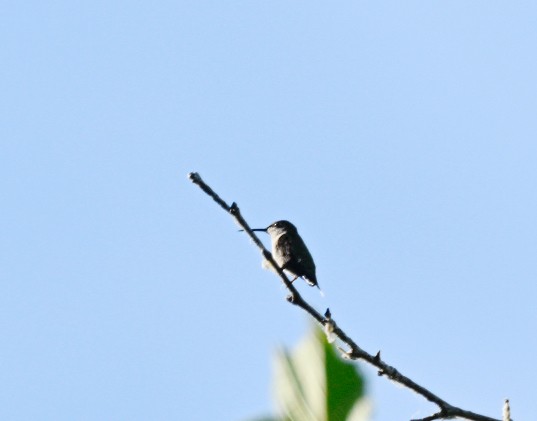 Ruby-throated Hummingbird - ML620641209