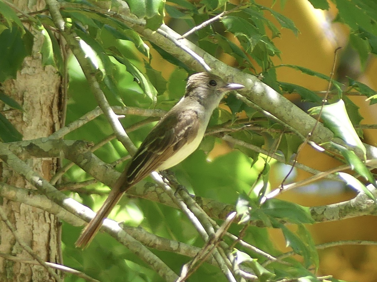 Great Crested Flycatcher - ML620641210