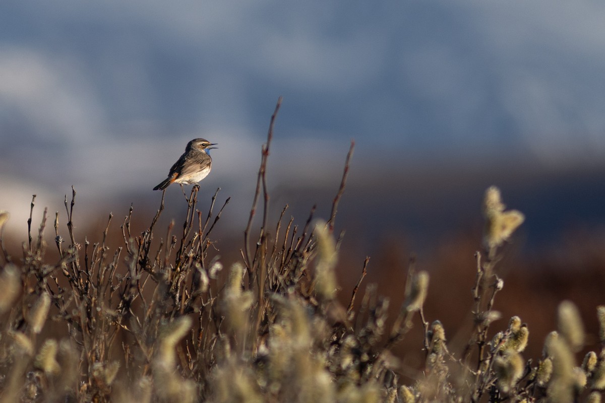 Bluethroat - ML620641214