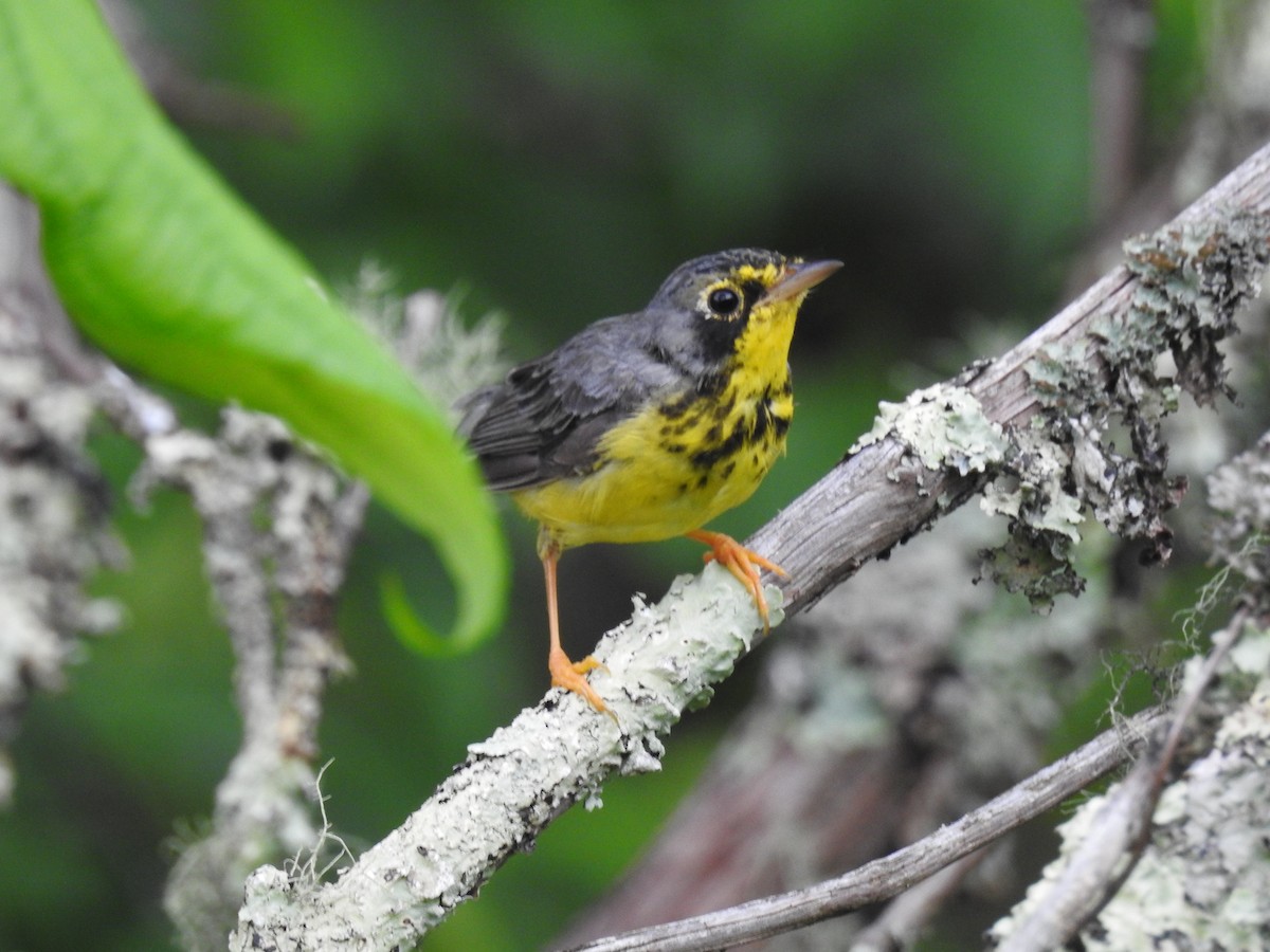 Canada Warbler - ML620641215